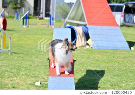 喜樂蒂牧羊犬在狗舍裡玩耍 120000430