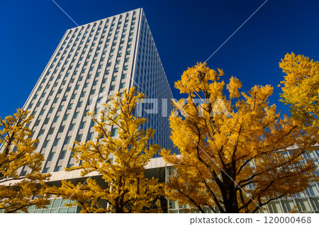 Ginkgo tree at Kita 3-jo Square (Akapla) in Sapporo city_7168 120000468