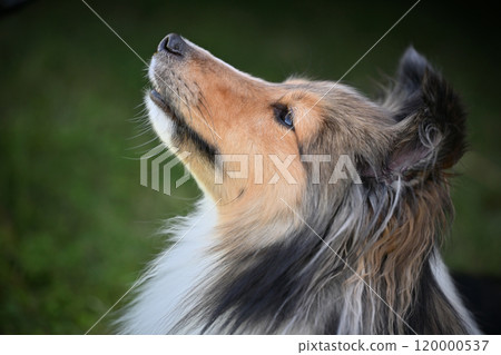 可愛的謝爾蒂臉的特寫 可愛的謝爾蒂臉的特寫 120000537