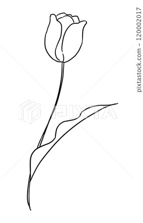 Tulip illustration line drawing 120002017
