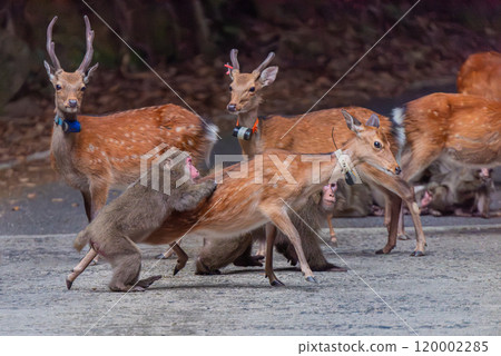 Yakushima World Heritage Site (Summer) - Yakuza monkeys attack Yakushima deer 120002285