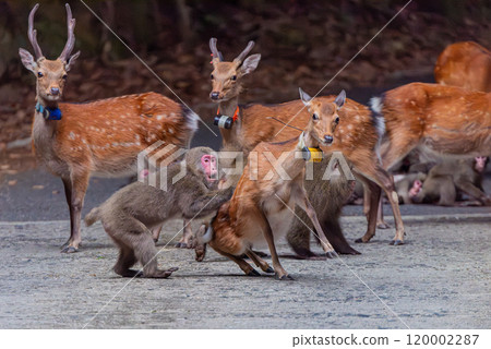 Yakushima World Heritage Site (Summer) - Yakuza monkeys attack Yakushima deer 120002287