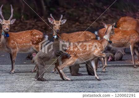 Yakushima World Heritage Site (Summer) - Yakushima deer attacked by Yakuza monkeys 120002291