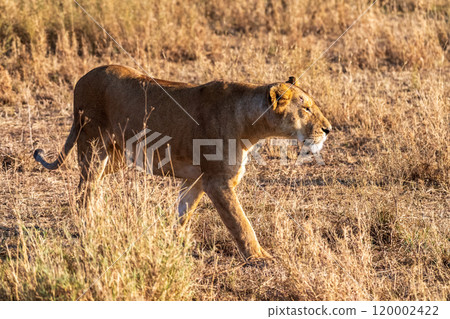 Female lion in the Serengeti Female lion in the Serengeti 120002422