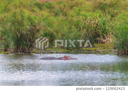 Hippos at the Manguo Hippo view point 120002423