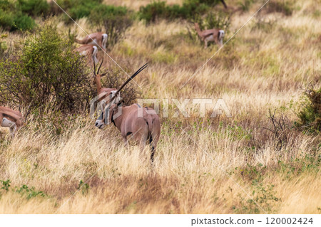 Oryx in Samburu National Reserve 120002424
