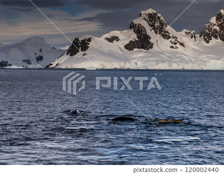 Antarctic landscape with diving humpback whales Antarctic landscape with diving humpback whales 120002440