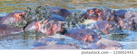 Hippo pool in the Serengeti Hippo pool in the Serengeti 120002441