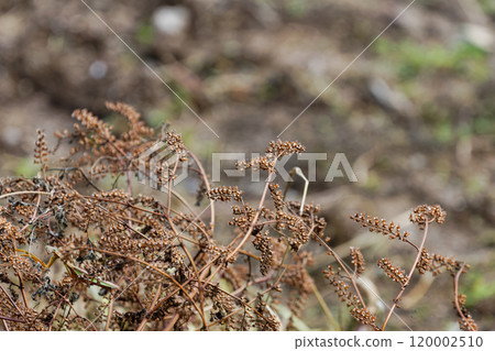 雜草已被拔除枯萎 雜草已被拔除枯萎 120002510
