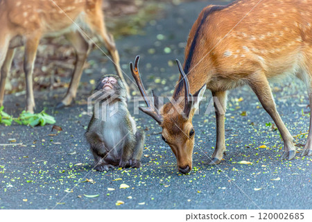 Deer and Monkeys at Yakushima World Natural Heritage Site (August) Yakushima Monkeys and Yakushima Deer Fight Over Food 120002685