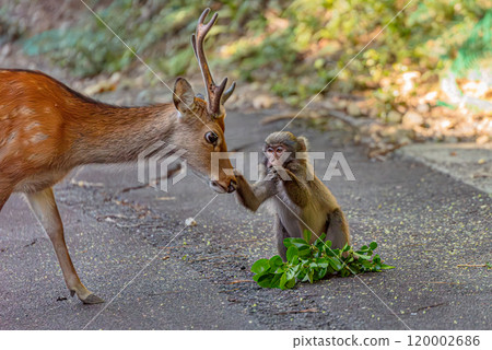 Deer and Monkeys at Yakushima World Natural Heritage Site (August) Yakushima Monkeys and Yakushima Deer Fight Over Food 120002686