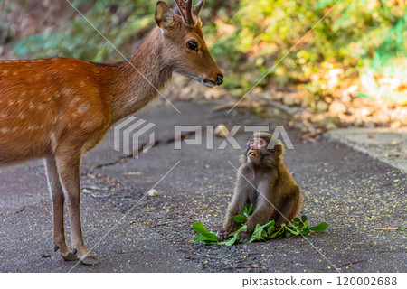 Yakushima World Heritage Site (Summer) - Yakushima deer steal food from Yakuza monkeys 120002688