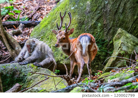 Yakushima World Heritage Site (Summer) 120002799