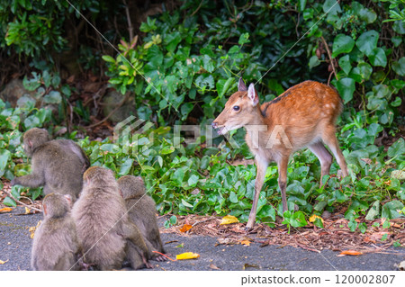 Yakushima World Heritage Site (Summer) 120002807