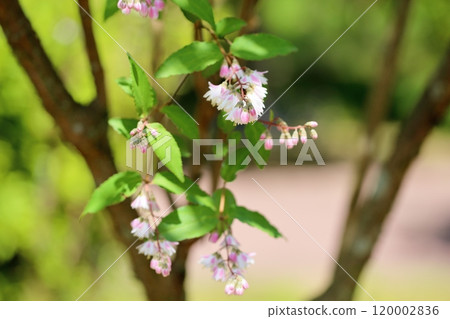 Cute Sarasaur flower 120002836