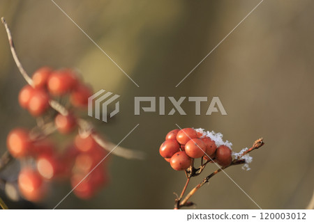 Early spring forest scenery: Snow-covered fruits of Salvia serrata 120003012