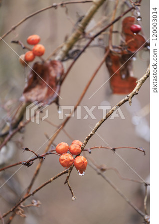 Early spring forest scenery: Rain-soaked berries of Salvia serrata Early spring forest scenery: Rain-soaked berries of Salvia serrata 120003014