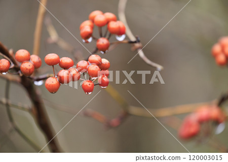 Early spring forest scenery: Rain-soaked berries of Salvia serrata Early spring forest scenery: Rain-soaked berries of Salvia serrata 120003015