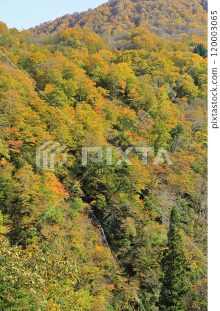 秋天的秋山鄉、秋葉和瀑布 120003065