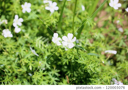 整齊的天竺葵花 120003076