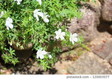 整齊的天竺葵花 120003077