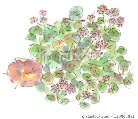 A watercolor illustration of an autumn plant, the small confetti-like flowers that decorate the garden with green and pink, the Japanese knotweed. 120003081