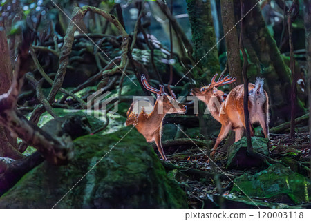 Yakushima World Natural Heritage Deer (July) Yakushima deer shining in the sunlight filtering through the trees 120003118