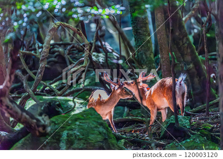 一隻雄性屋久島鹿在世界自然遺產屋久島休息（夏季） 120003120