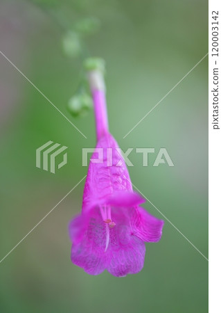 Diffurgossa colorata flower Diffurgossa colorata flower 120003142