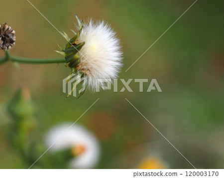 Ecological photograph of sowbuckthorn fluff Ecological photograph of sowbuckthorn fluff 120003170