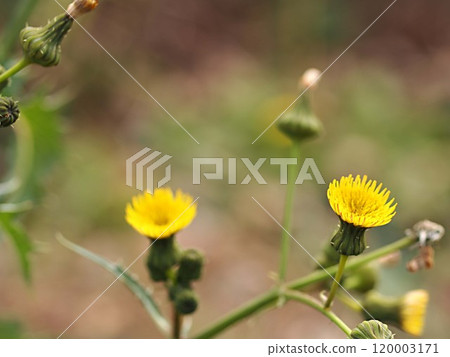 Ecological photo of sowbuckthorn flower 120003171