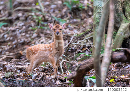 Yakushima World Heritage Site (Summer) 120003222