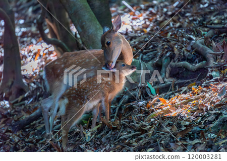 屋久島世界遺產（夏季） 120003281