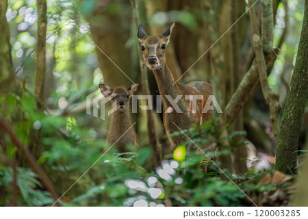 Yakushima World Natural Heritage Deer (July) Cute Yakushima deer and baby 120003285