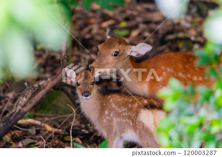 Yakushima World Heritage Site (Summer) 120003287