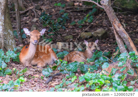 Yakushima World Natural Heritage Deer (July) Cute Yakushima deer and baby 120003297