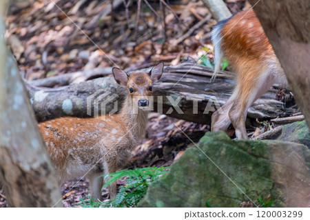 Yakushima World Natural Heritage Deer (July) Cute Yakushima deer and baby 120003299