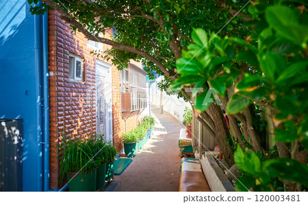 Gamcheon culture village alley showing colorful houses and lush vegetation in busan, south korea Gamcheon culture village alley showing colorful houses and lush vegetation in busan, south korea 120003481
