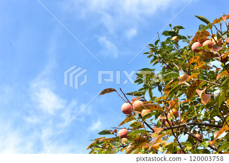 藍天和柿子 120003758