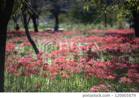 新潟雪國植物園彼岸花 120003879