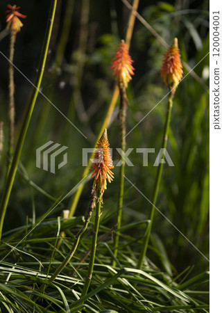 Tritoma花 120004001