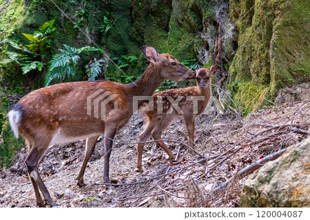 屋久島世界遺產（夏季） 120004087