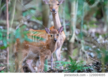 屋久島世界遺產(夏季) 屋久島世界遺產(夏季) 120004095