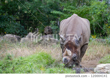 The impressive Eastern Black Rhinoceros The impressive Eastern Black Rhinoceros 120004141