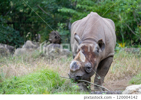 Eastern black rhinoceros holding a twig Eastern black rhinoceros holding a twig 120004142