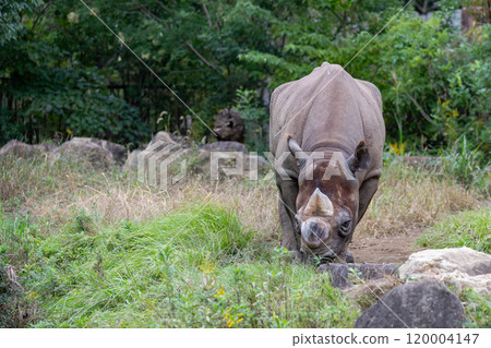 The impressive Eastern Black Rhinoceros 120004147