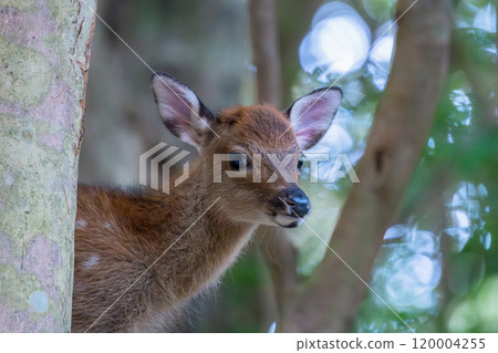 屋久島世界自然遺產的鹿(8月) 可愛的屋久鹿寶寶 屋久島世界自然遺產的鹿(8月) 可愛的屋久鹿寶寶 120004255