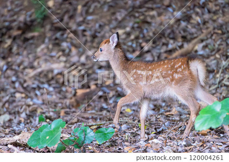 Yakushima World Natural Heritage Deer (August) Cute Yakushima deer baby Yakushima World Natural Heritage Deer (August) Cute Yakushima deer baby 120004261