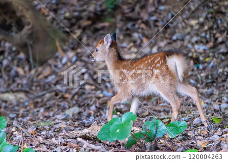 Yakushima World Natural Heritage Deer (August) Cute Yakushima deer baby 120004263