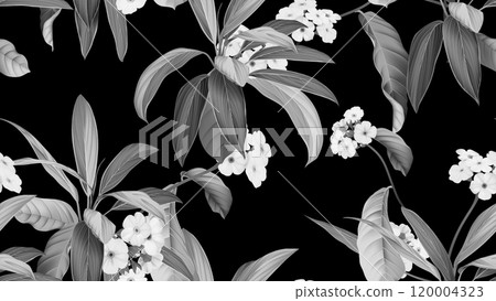 Floral seamless pattern, Woolly rock jasmine flowers and Cordyline fruticosa Firebrand plant in black and white 120004323